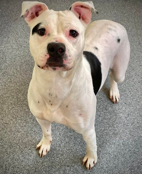 Photo of Georgia, adoptable Pit Bull Terrier in Low Moor, Virginia