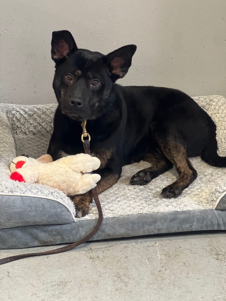 Photo of Midnight, adoptable German Shepherd Dog in Dana Point, California