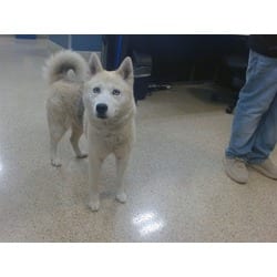 Photo of Skyler, adoptable Husky in Doral, Florida