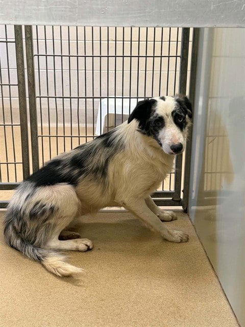 Photo of Chandler, adoptable Border Collie in Santa Maria, California