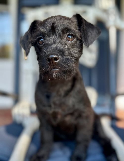 Photo of Infinity, adoptable Miniature Schnauzer in Romoland, California