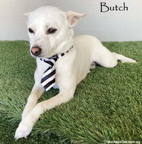 Photo of Butch, adoptable Chihuahua in San Diego, California