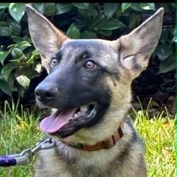 Photo of Otto, adoptable German Shepherd Dog Mixed Breed (Medium) in Frederick, Maryland