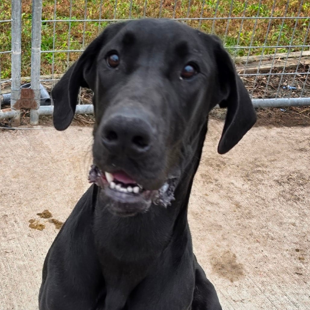 Photo of Oba, adoptable Great Dane in Grinnell, Iowa