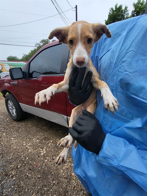 Photo of Kona, adoptable Terrier in San Antonio, Texas