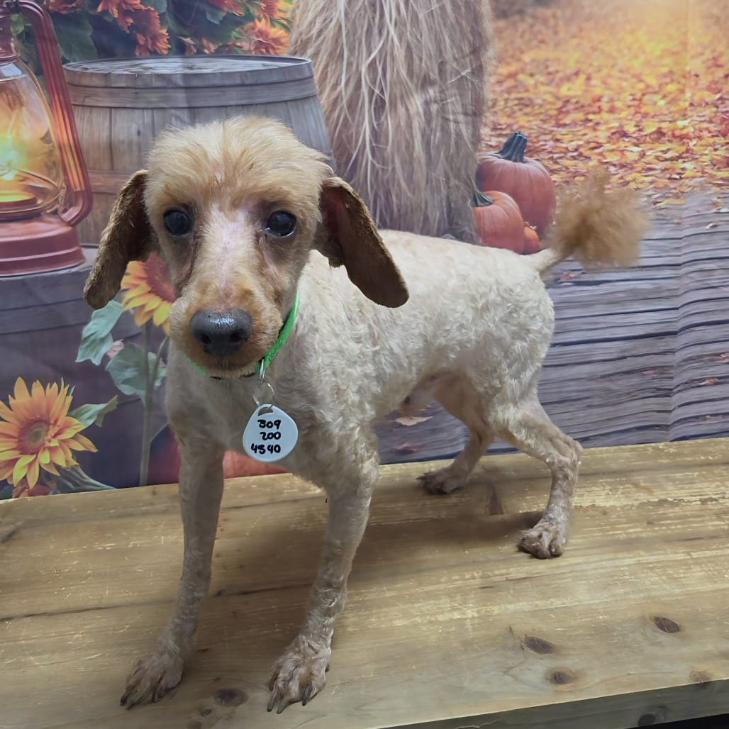 Photo of Dash, adoptable Poodle, Miniature in Normal, Illinois