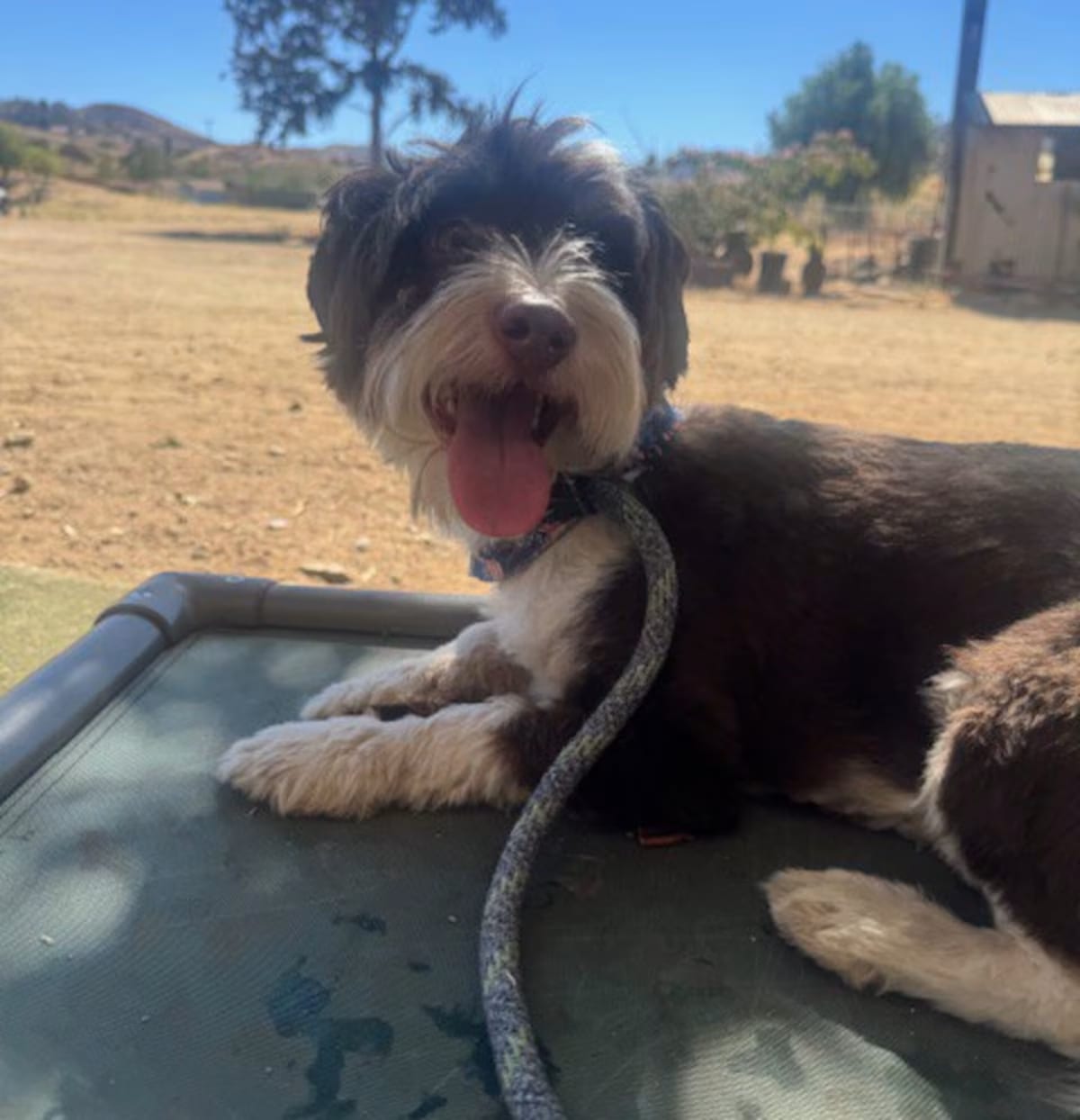 Photo of Abbott, adoptable Shih Poo in Agua Dulce, California