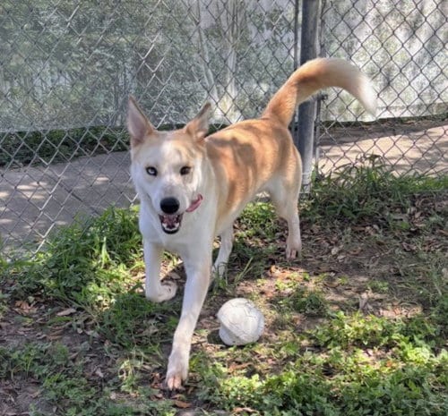 Photo of Buster, adoptable German Shepherd Dog in Texas City, Texas
