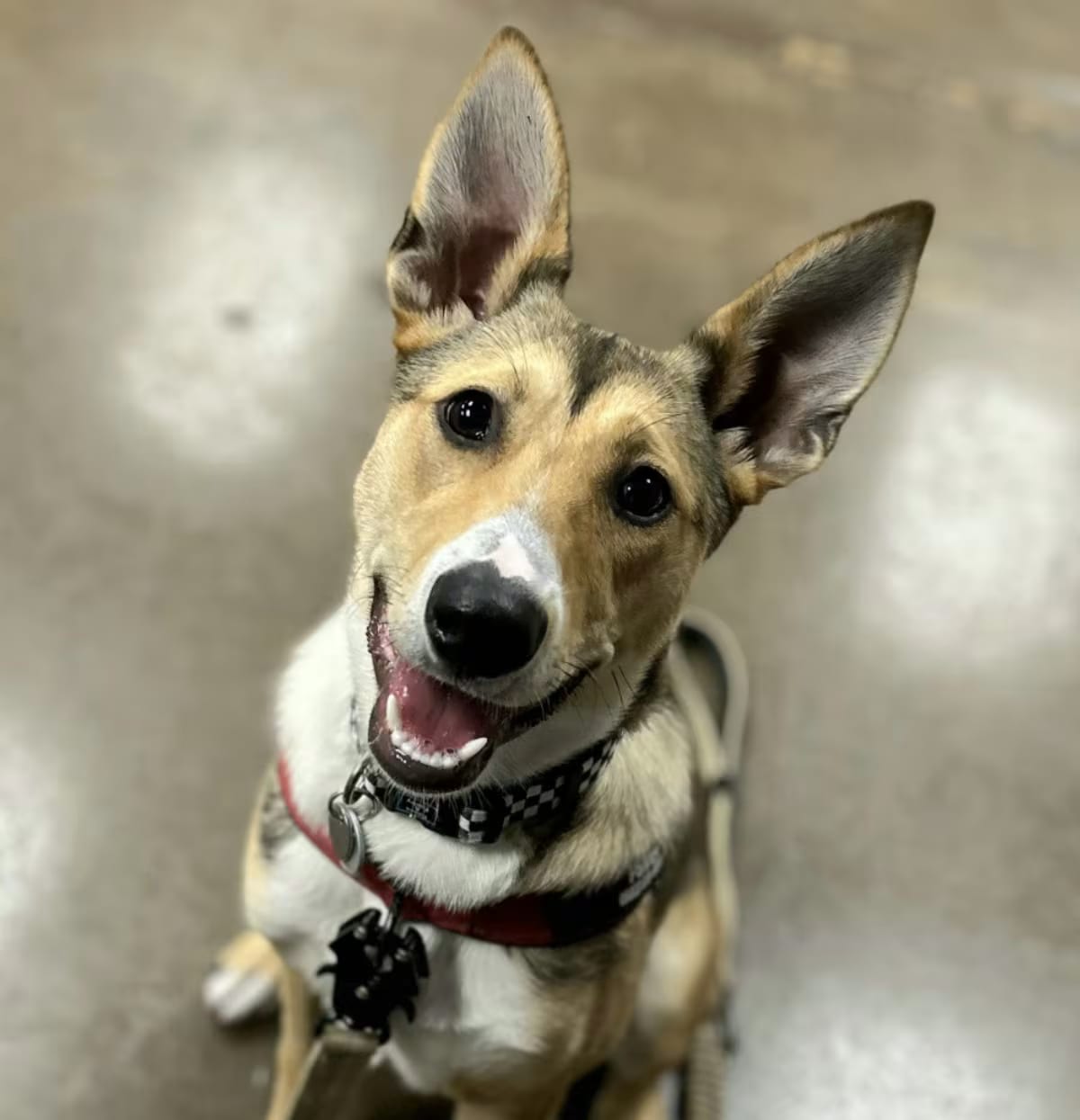 Photo of Paisley, adoptable Siberian Husky/German Shepherd Dog in Portland, Oregon
