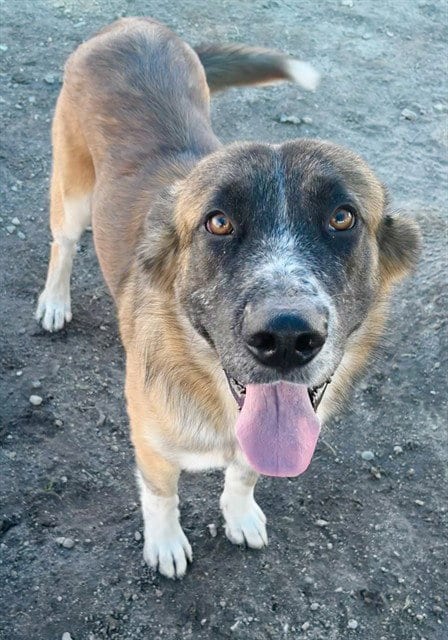 Photo of Fink, adoptable German Shepherd Dog in San Bernardino, California
