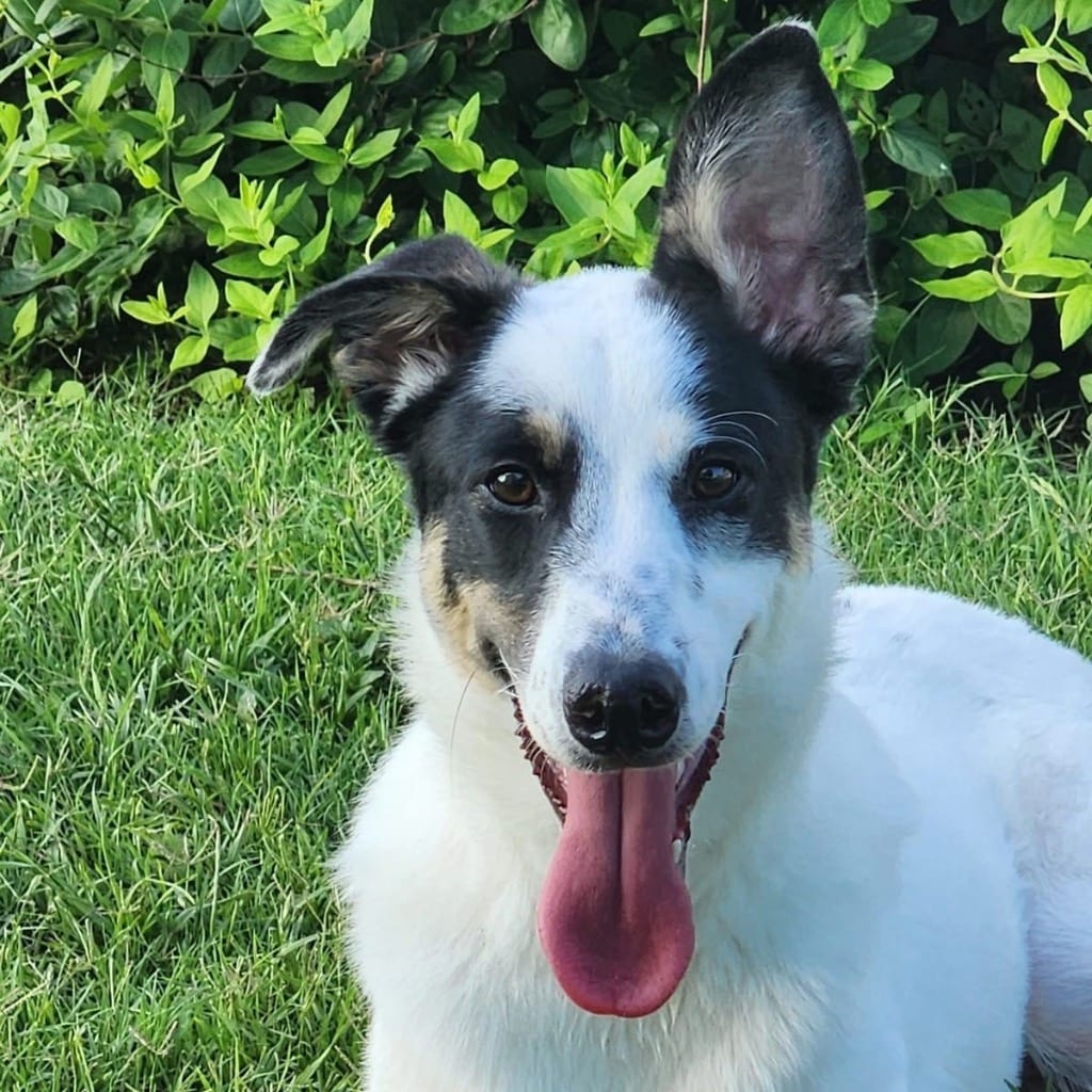 Photo of Lakona, adoptable Border Collie in Texas
