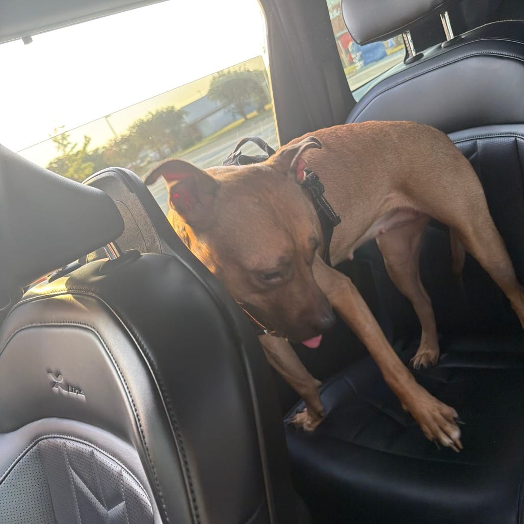 Photo of Blueberry, adoptable Boxer / Mixed Breed (Medium) in Greensboro, North Carolina