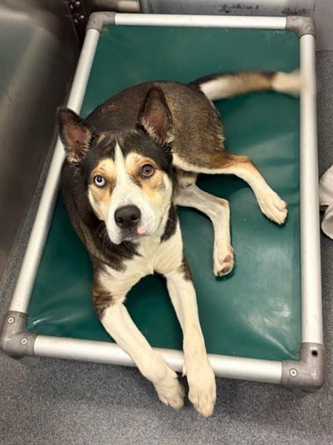 Photo of Fortune, adoptable Mixed Breed