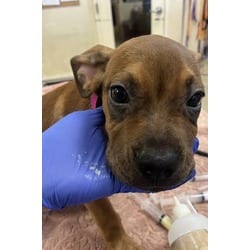 Photo of Bubba, adoptable Terrier (Unknown Type, Medium) in Jurupa Valley, California