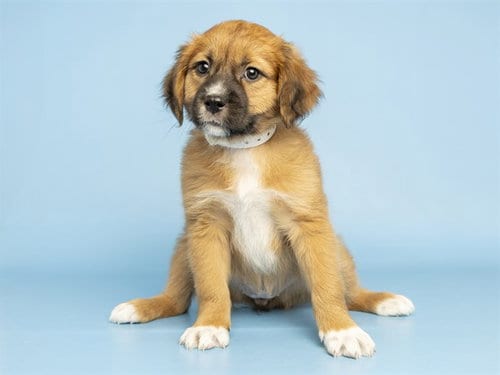 Photo of Opal, adoptable Labrador Retriever in Phoenix, Arizona