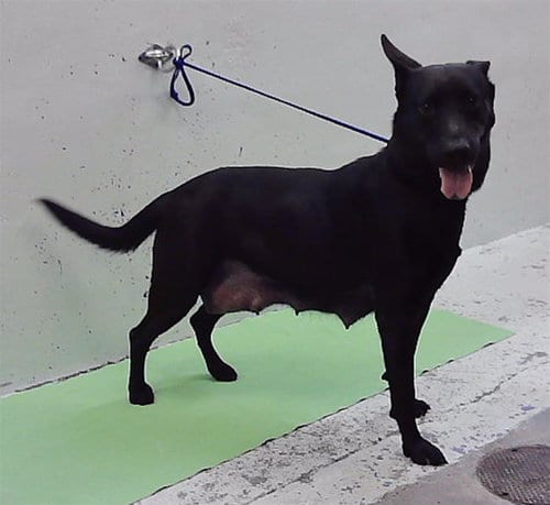 Photo of Precious, adoptable Labrador Retriever in Houston, Texas