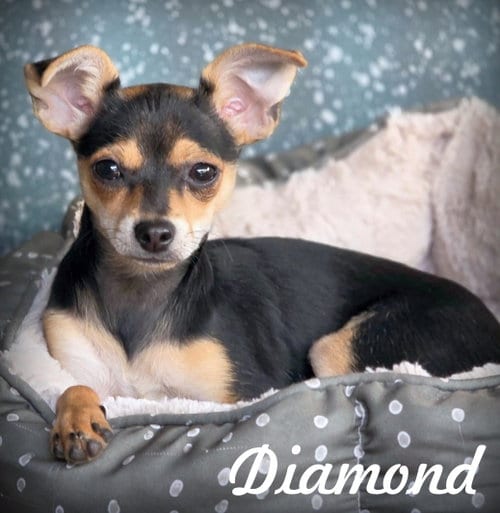 Photo of Diamond, adoptable Miniature Pinscher in Chino Hills, California