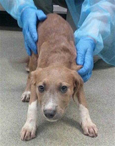 Photo of A480654, adoptable Staffordshire Bull Terrier in Oklahoma City, Oklahoma