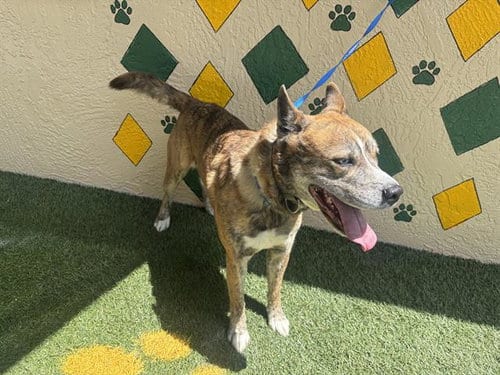 Photo of Zero, adoptable German Shepherd Dog in Winter Haven, Florida