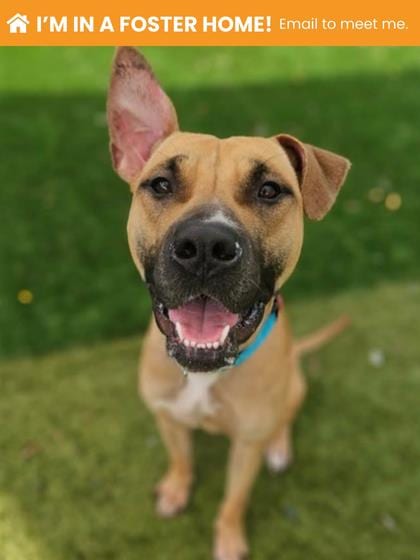 Photo of Loch Ness (Mabel), adoptable dog in Baltimore, Maryland