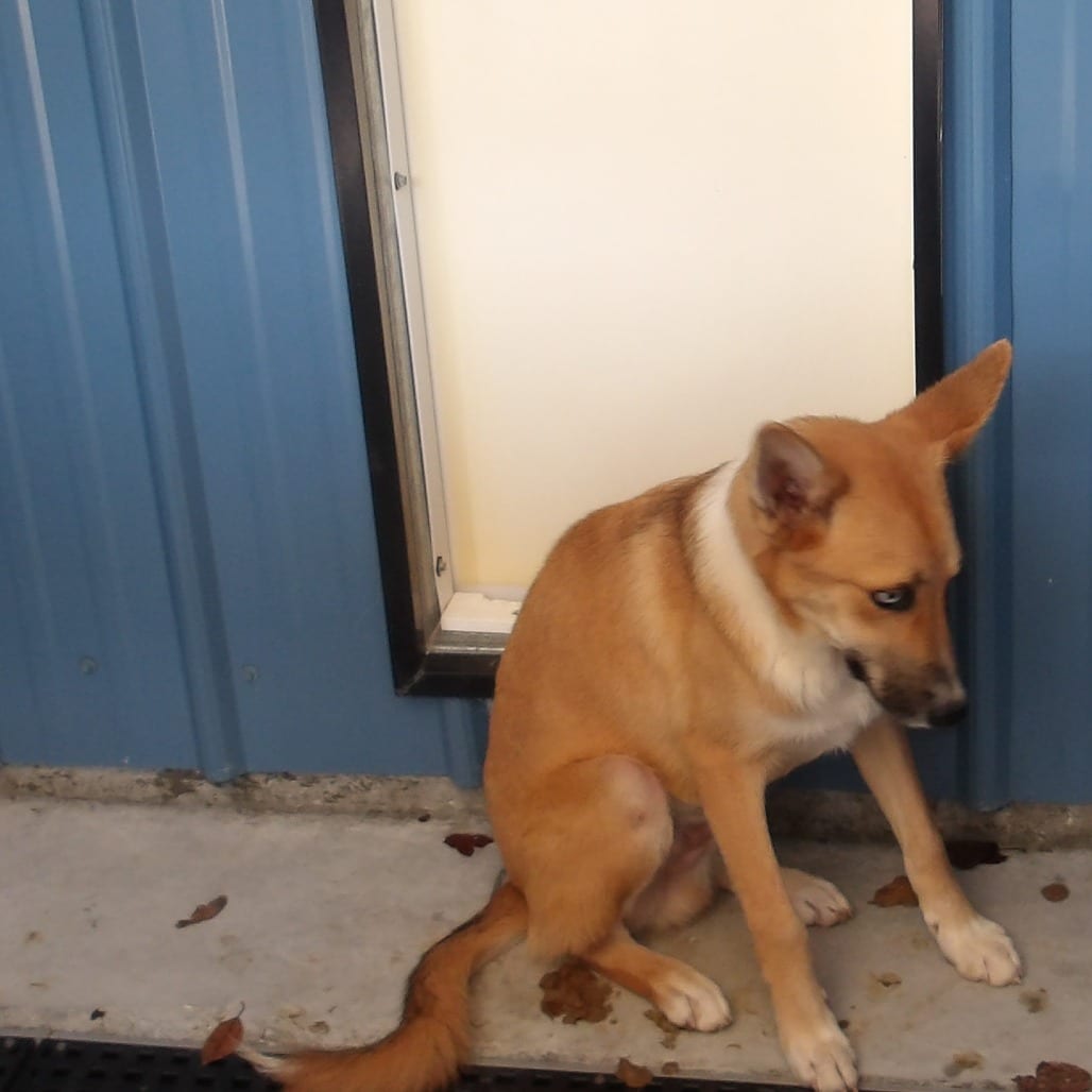 Photo of Frank (Dog 4), adoptable Shepherd