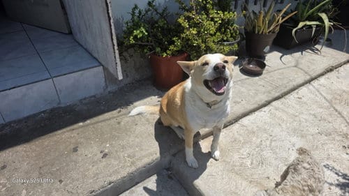 Photo of Huski, adoptable Corgi in San Diego, California