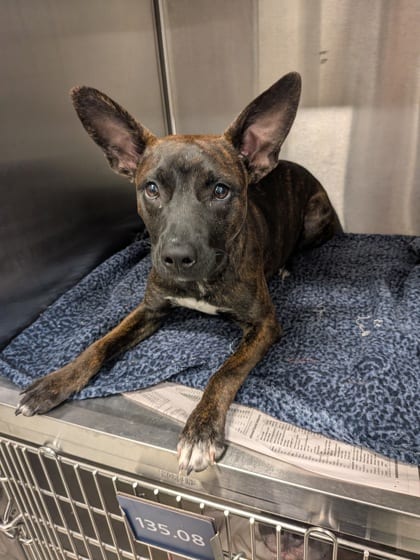 Photo of Strawberry Kiwi, adoptable dog in Atlanta, Georgia