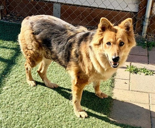 Photo of Jada, adoptable Australian Shepherd in Salinas, California
