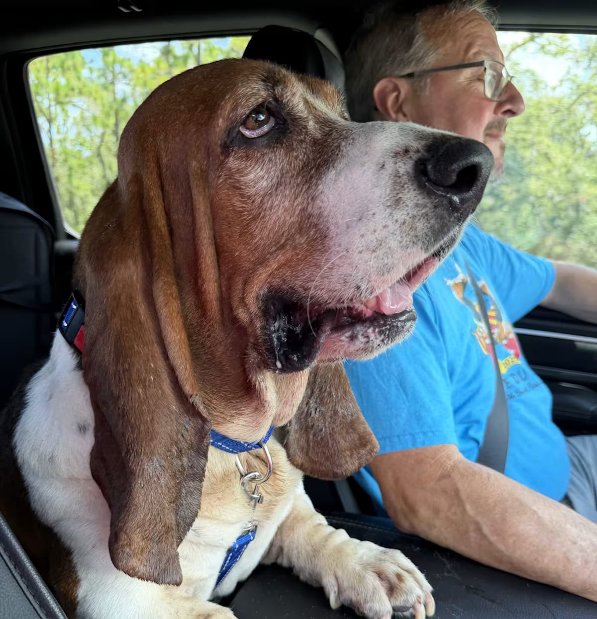 Photo of Loki, adoptable Basset Hound in Auburndale, Florida