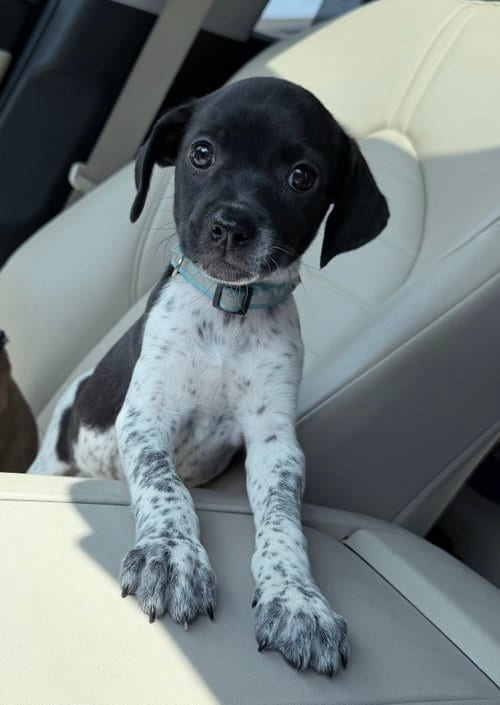 Photo of Jenga, adoptable Terrier in Hillside, Illinois