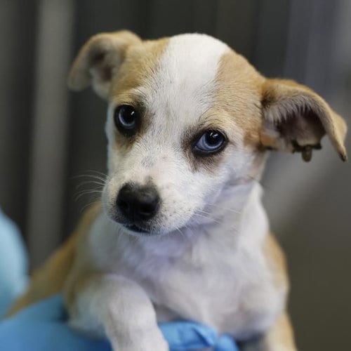 Photo of Mavis, adoptable Dachshund in San Antonio, Texas