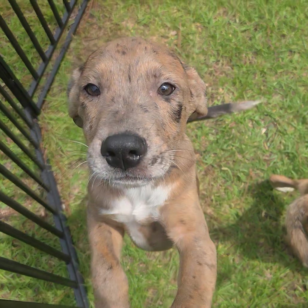Photo of Termite, adoptable Hound / Mixed Breed (Medium) in Jersey City, New Jersey