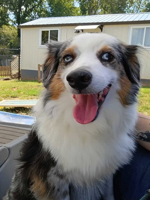 Photo of Chloe Aug 26, adoptable Australian Shepherd in Pacolet, South Carolina