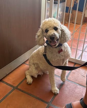 Photo of Cassius, adoptable Poodle (Miniature) in San Diego, California