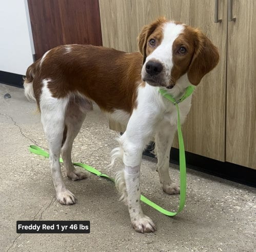 Photo of TX/Freddy Red, adoptable Brittany in Curwensville, Pennsylvania