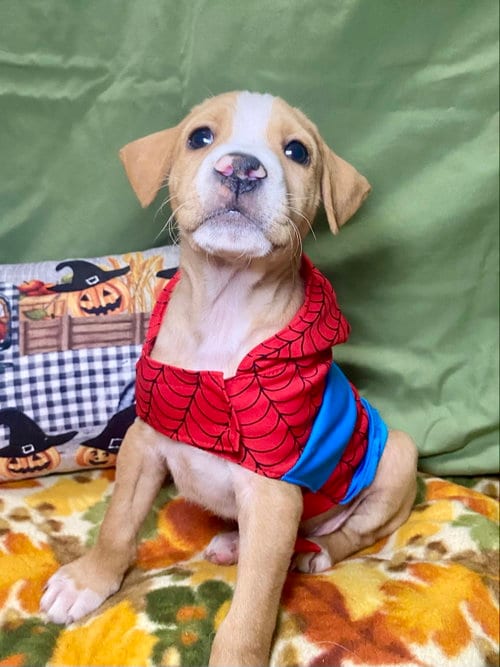 Photo of Jack, adoptable Hound in Hillsboro, Missouri