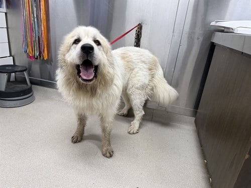 Photo of Goose, adoptable Great Pyrenees in Fairbanks, Alaska
