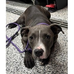 Photo of Huey, adoptable Mixed Breed (Medium) in Georgetown, Delaware