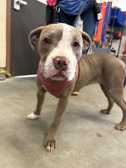 Photo of Cece, adoptable Pit Bull Terrier in Camarillo, California