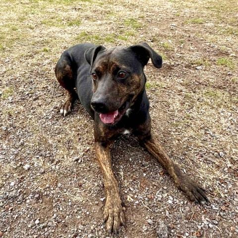 Photo of Carmilla, adoptable Pit Bull Terrier in Conroe, Texas