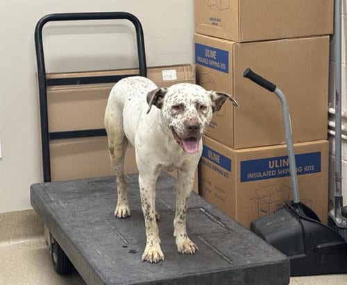 Photo of Andrea, adoptable Australian Cattle Dog/Blue Heeler in Grand Prairie, Texas