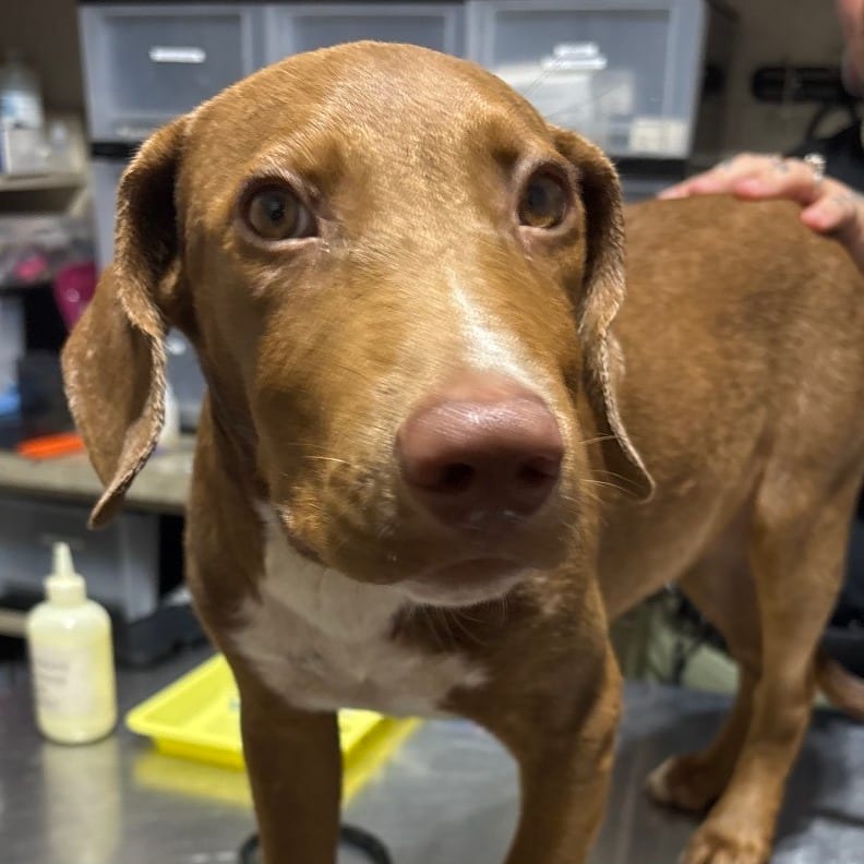 Photo of Kona, adoptable Mixed Breed (Medium) in Milton, Florida
