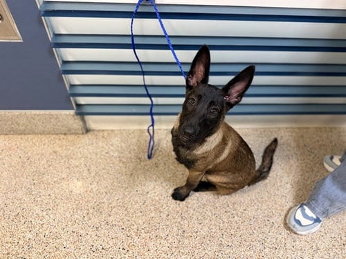 Photo of Cici, adoptable Belgian Shepherd Malinois in Miami, Florida