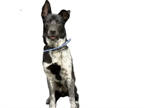 Photo of Vince, adoptable Australian Cattle Dog/Blue Heeler in Los Angeles, California