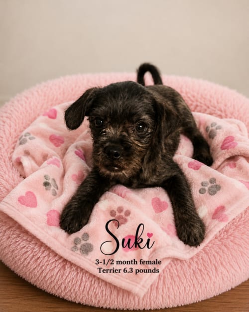 Photo of Suki – 3-1/2 Month Female Terrier- 6.3 Pounds, adoptable Terrier in Mesa, Arizona
