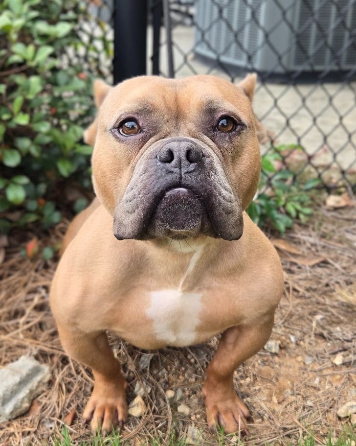 Photo of Bullfrog, adoptable Pit Bull Terrier in Douglasville, Georgia