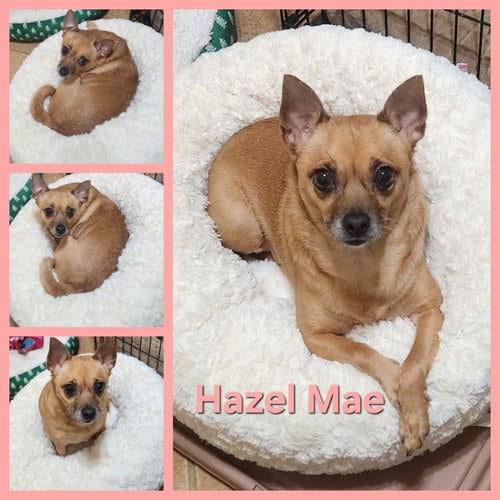 Photo of Hazel Mae, adoptable Chihuahua in Montgomery, Texas