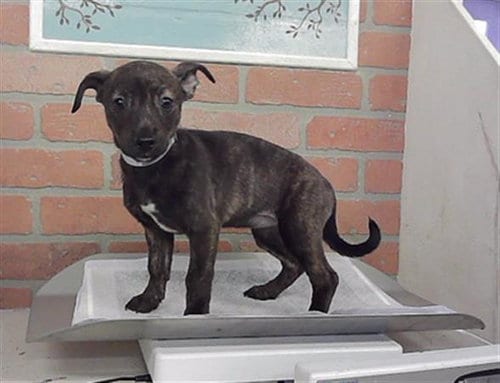 Photo of Holly, adoptable Dachshund in Houston, Texas