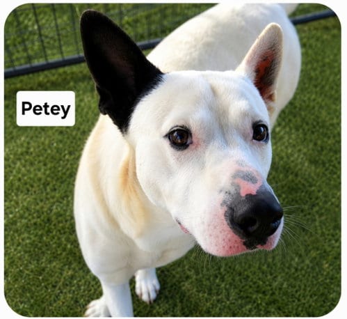 Photo of Petey Dixon, adoptable Shepherd in Rockaway, New Jersey
