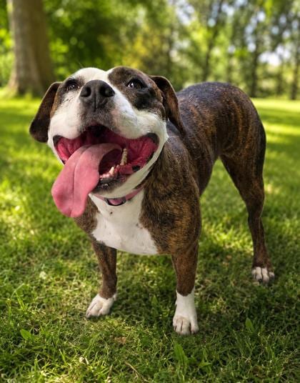Photo of Gray, adoptable American Bulldog in Inverness, Florida